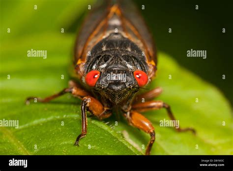 A Head On View Of An Adult Brood Ii 17 Year Periodical Cicada