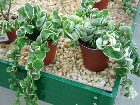 Also it absorbs and stores moisture from the air for the cactus, so it can be utilized in hot conditions. Hindu Indian Rope Plant (In my current garden) ... [Full ...