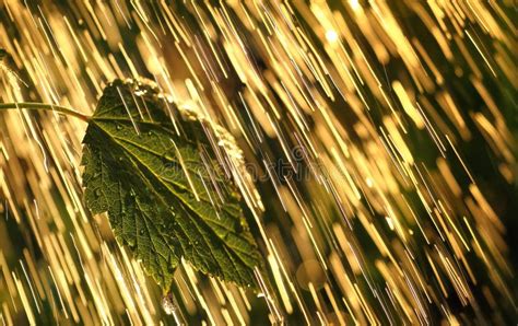 Plants Leaves Under A Heavy Rain Shower With Waterdrops In The Rays Of