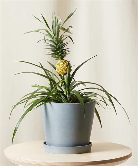 Buy Potted Bromeliad Pineapple Indoor Plant Bloomscape