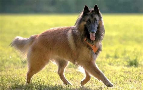 Belgian Shepherd Tervuren Dog Breed Information And Facts Pets Feed