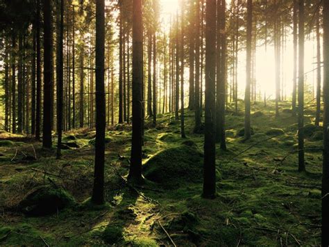 7 Reasons Why Forests Are Important