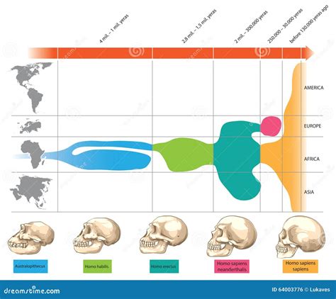 Cráneos Humanos Ilustración Del Vector Ilustración De Antepasado