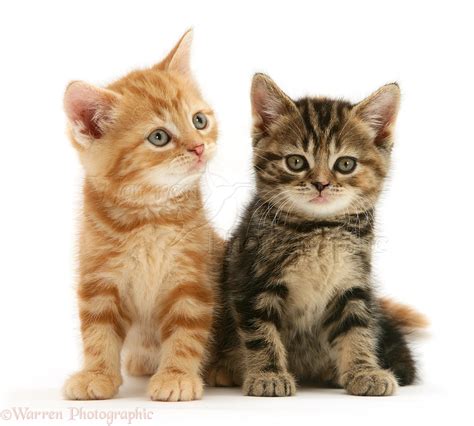 Ginger And Tabby Kittens Photo Wp30399