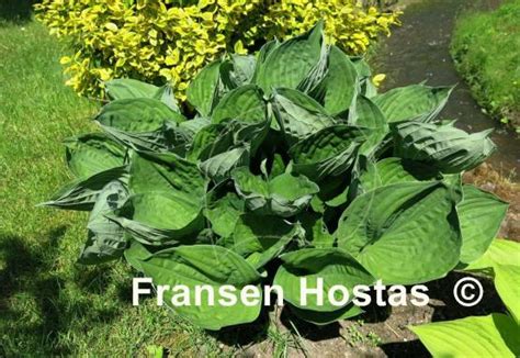 (no reviews yet) write a review. Hosta Second Wind - Fransen Hostas