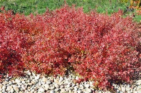 CO-Horts: R.I.P. 2014 Fall Color
