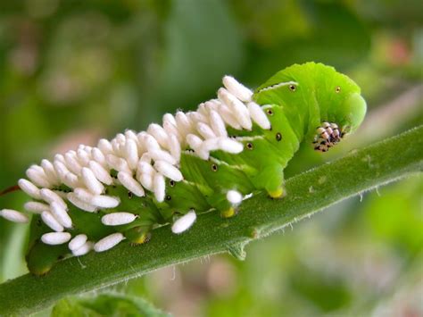 Parasitic Wasp Eggs And Larvae Learn About The Life Cycle Of Parasitic Wasps