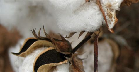 Heavy Rains Damage Cotton Crops In Virginia