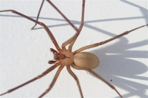Brown Recluse Control Rose Pest Solutions