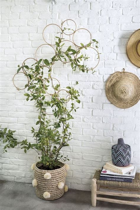 33 Beautiful Wall Climbing Plants Indoor Ideas For Your Home Decoration
