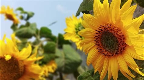 Karena pemandangannya yang indah, dan bunganya yang cantik. OUTDOOR AESTHETIC VIDEO / BUNGA MATAHARI CANTIK - YouTube
