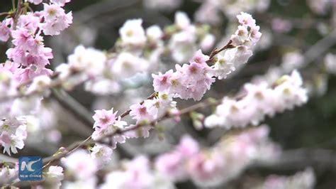 Raw Winter Bloom Of Cherry Blossom Trees In Nyc Youtube