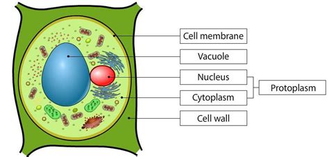 The plant on the left has not been watered for three days. Plant Cell Drawing With Labels at GetDrawings | Free download
