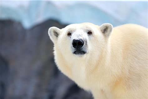 Polar Bears At Sea Have Higher Pollution Levels Than Those