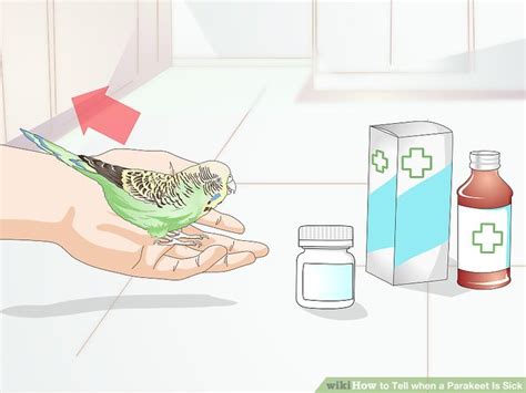 How To Tell When A Parakeet Is Sick With Pictures Wikihow
