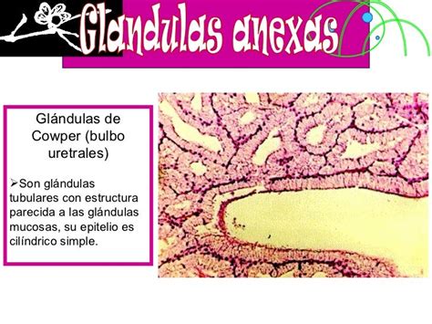 Histología Del Aparato Reproductor Masculino