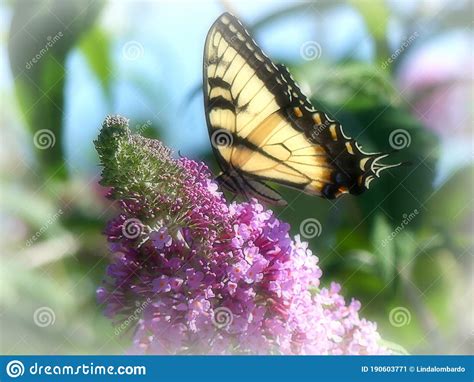 Dreamy Tiger Swallowtails On Marigolds Royalty Free Stock Photography