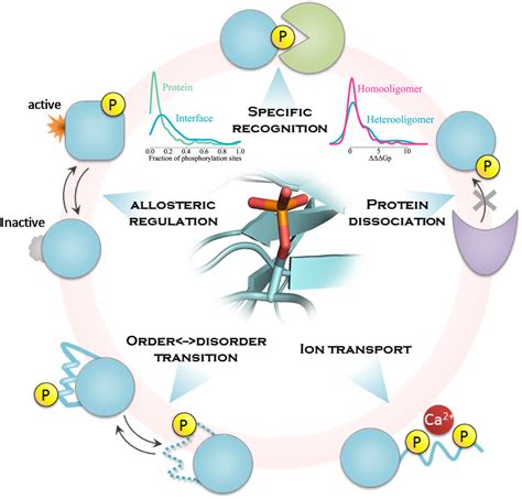 Phosphorylation In Protein Protein Binding Effect On Stability And