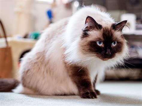 Types Of Siamese Cats Himalayan Bharatnow