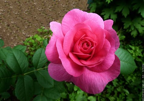 Photo De Belle Fleur Rose Latelier Des Fleurs