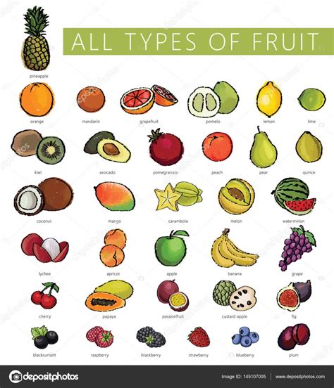 Todos Los Tipos De Fruta Vector Gráfico Vectorial ©