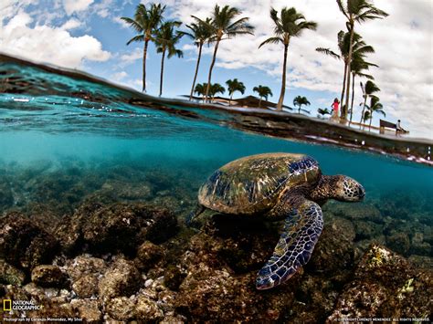 Hawaii Underwater Wallpaper Wallpapersafari