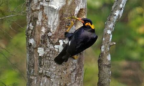 Makanan yang bagus buat burung merpati agar cepat bertelurподробнее. Makanan Burung Beo Biar Sehat Cepat Gacor dan Bicara