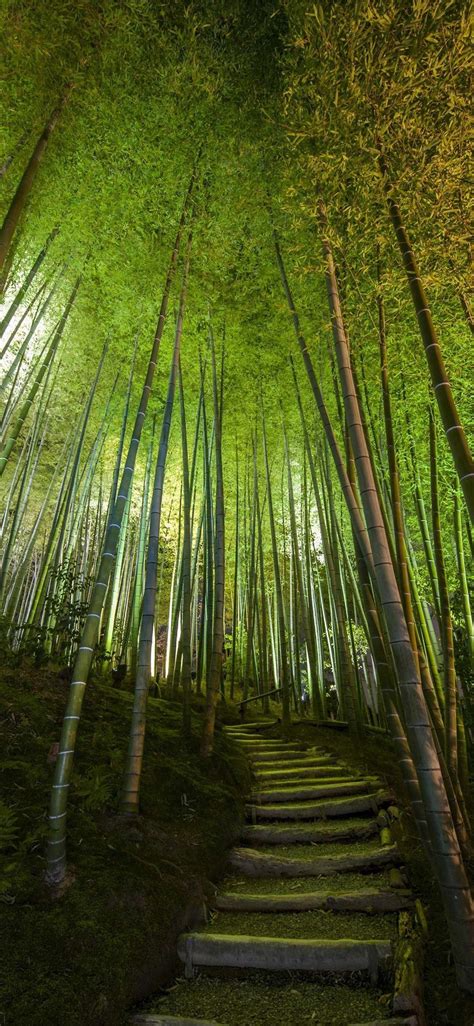 Chinese Bamboo Forest Wallpapers Top Free Chinese Bamboo Forest