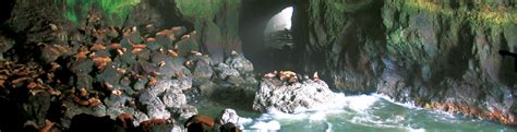If you are visiting oregon or live in oregon, enjoy natures wonder, sea lion cave is the largest sea cave in america. About Sea Lion Caves