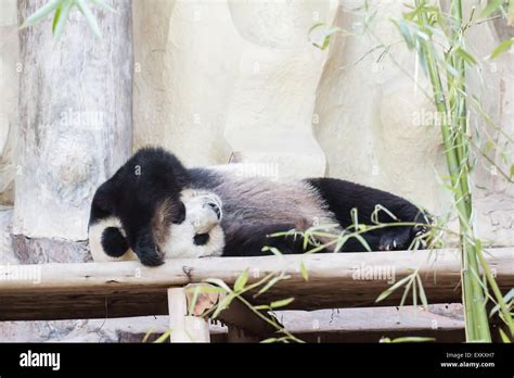 Giant Panda Bear Sleeping Stock Photo Alamy