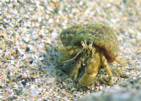 Expansion Of Mediterranean Hermit Crabs Into The North Sea Thanks To