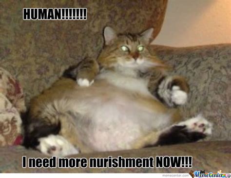 The internet loves cats whether they're grumpy, happy, sad, or just moments from creating mischief. FAT CAT MEMES image memes at relatably.com