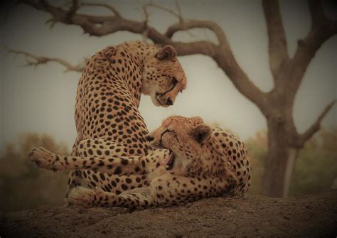 Cheetah Brothers Photograph By Kq Myers Fine Art America
