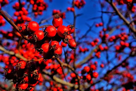 Winter Berries Winter Berries Winterberry Red Peppercorn Fruit Photography Photograph