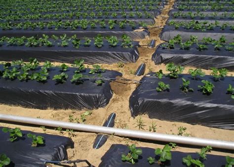 Ground cover fabric is referred to by several names as it was developed with having one purpose: Polypropylene Woven Plastic Ground Cover , 4.2x100m 100gsm ...