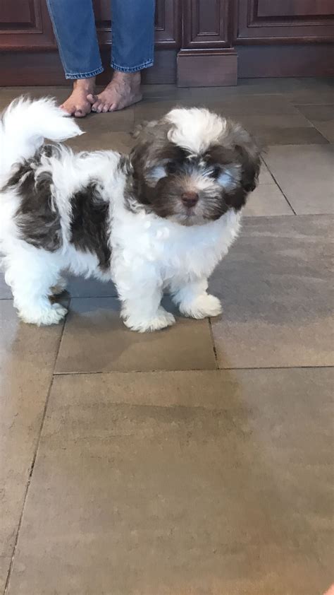 There are plenty of different angles you can take here, and some of it will depend on the type of dog you. Havanese Puppies Nc For Sale - Pets Ideas