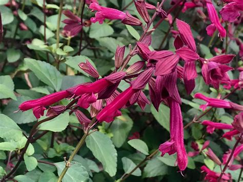 Salvia ‘wendys Wish Magenta Sage Fort Tryon Park Trust