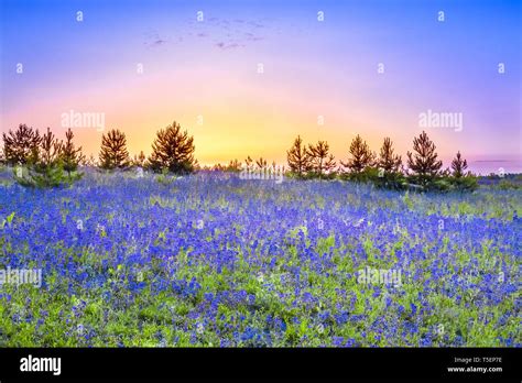 Beautiful Spring Landscape With Flowering Blue Flowers In Meadow And