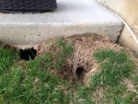 Why groundhogs are a problem. Groundhog Removal and Control Services in Southeast PA ...
