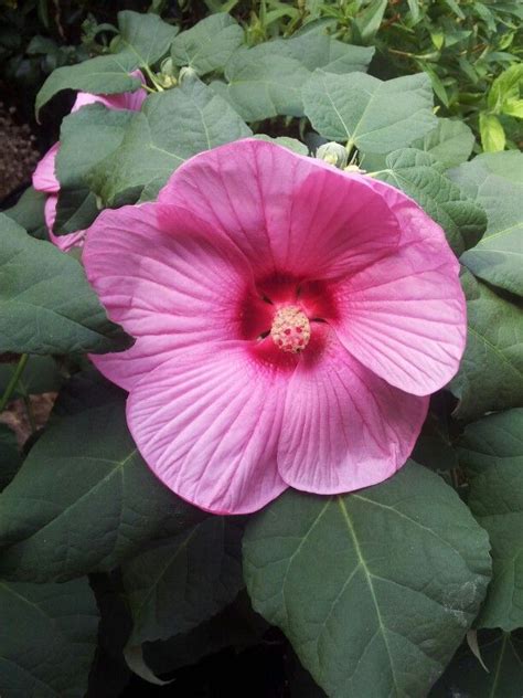This type of hibiscus is also sometimes know as dinner plate hibiscus for its flat shaped flowers. DINNER-PLATE SIZED HIBISCUS FLOWERS! | Hibiscus flowers ...