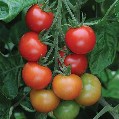 Buy Cherry Tomato Or Solanum Lycopersicumgardeners Delight Tomato