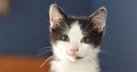 Adoptable Cats And Kittens Los Angeles Adopt A Pet Aspca