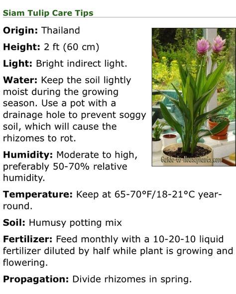 Curcuma Siamsiam Tulip Care Tips As A House Plant ~ Guide To