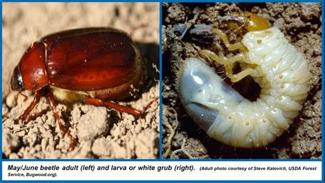 Grubs Common Lawn Pest In The Fall Emerald Lawn Care