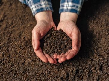 Check spelling or type a new query. Bodenanalyse: Gartenerde bestimmen und verbessern ...
