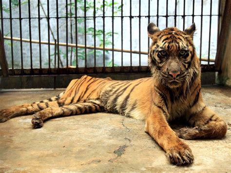 Update 3 Skeletal Sun Bears Begging For Food In Indonesian Zoo Heal