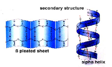 The Secondary Structure Formation Of Beta Sheets And Alpha Helices