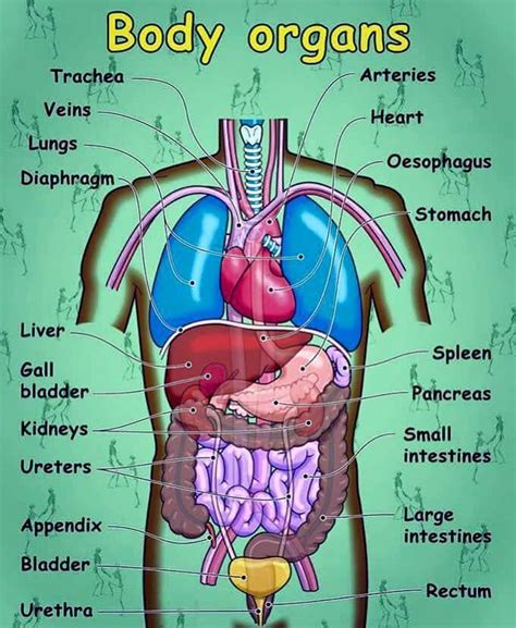 Human Body Parts And Internal Body Parts Vocabulary Eslbuzz