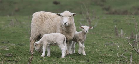 Vaccinating - Activity Type
