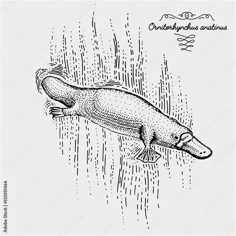 Platypus Engraved Hand Drawn Vector Illustration In Woodcut